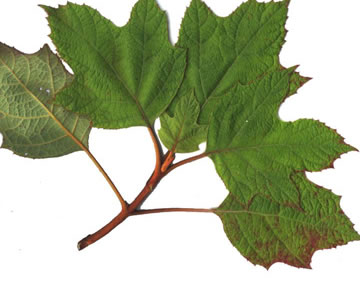 image of Hydrangea quercifolia, Oakleaf Hydrangea