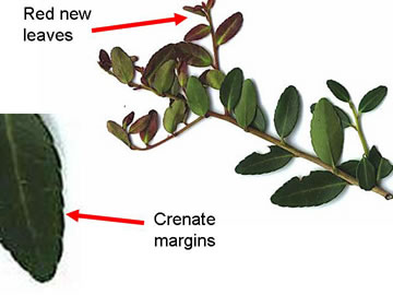 image of Ilex vomitoria, Yaupon Holly, Yaupon