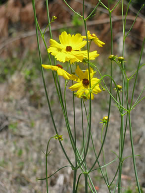 image of Coreopsis falcata, Pool Coreopsis, Carolina Tickseed, Sickle Tickseed