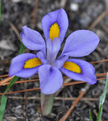 image of Iris verna var. verna, Coastal Plain Dwarf Iris, Sandhill Iris, Coastal Plain Violet Iris