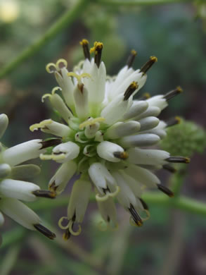 Walter's Wingstem