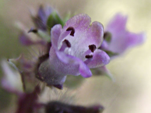 image of Perilla frutescens, Beefsteak-plant, Perilla