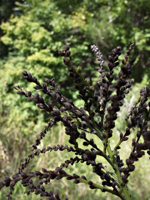 image of Verbena urticifolia, White Vervain, Nettleleaf Verbena, Velvetleaf Vervain