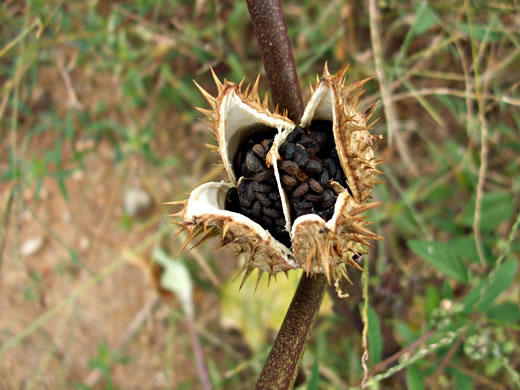 image of Datura stramonium, Jimsonweed, Thornapple, Stramonium