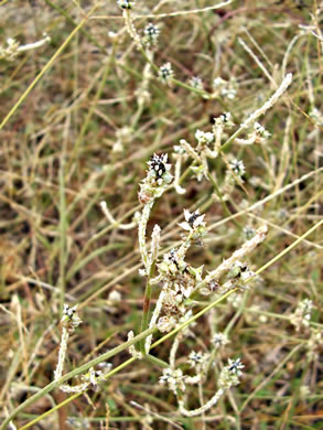 image of Froelichia gracilis, Slender Cottonweed