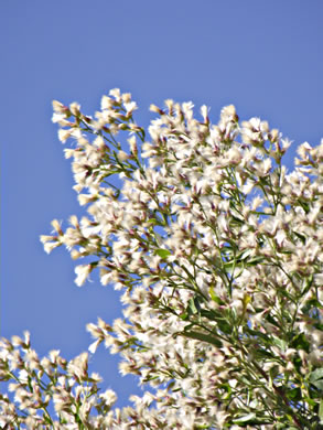 image of Baccharis halimifolia, Silverling, Groundsel-tree, Consumption-weed, Sea-myrtle