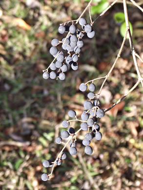 image of Ligustrum sinense, Chinese Privet, "privy hedge"