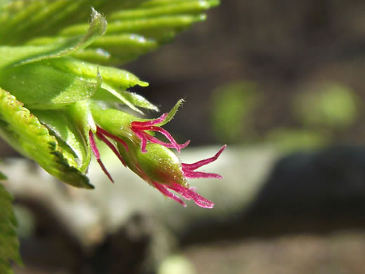 catkin