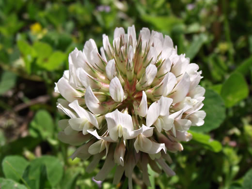 image of Trifolium repens, White Clover, White Dutch Clover, Ladino Clover