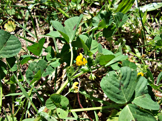 image of Medicago arabica, Spotted Medick, Spotted Bur-clover