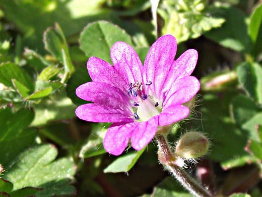 image of Geranium molle, Dove's-foot Cranesbill