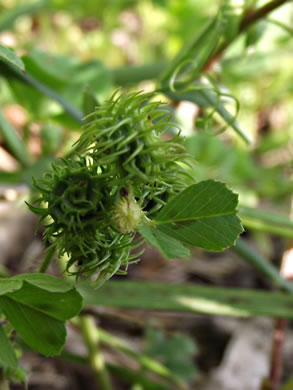 spines