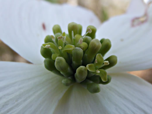 image of Benthamidia florida, Flowering Dogwood