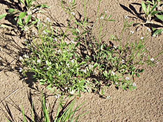 image of Cardamine pensylvanica, Pennsylvania Bittercress, Quaker Bittercress