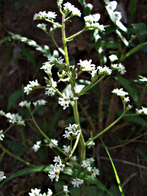 image of Micranthes virginiensis, Early Saxifrage