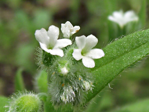 image of Myosotis verna, Spring Forget-me-not, Early Forget-me-not, Early Scorpion-grass