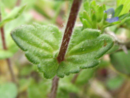 image of Veronica arvensis, Corn Speedwell, Wall Speedwell