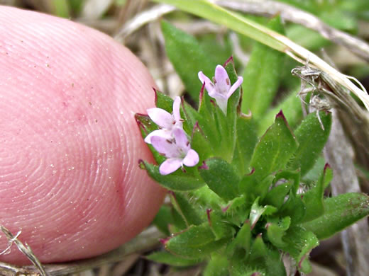 image of Galium sherardia, Field Madder, Blue Field-madder