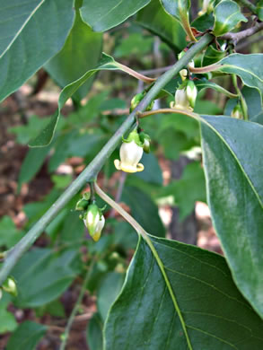 image of Diospyros virginiana, American Persimmon, Possumwood, Simmon