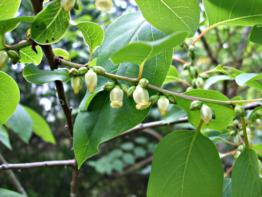 image of Diospyros virginiana, American Persimmon, Possumwood, Simmon