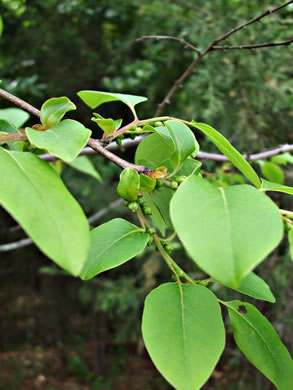 image of Diospyros virginiana, American Persimmon, Possumwood, Simmon