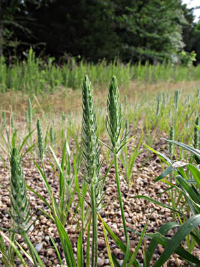 image of Plantago aristata, Bracted Plantain, Large-bracted Plantain, Buckhorn Plantain