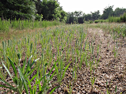 image of Plantago aristata, Bracted Plantain, Large-bracted Plantain, Buckhorn Plantain