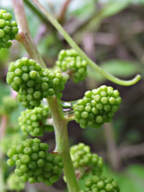 image of Vitis vulpina, Frost Grape, Winter Grape, Chicken Grape