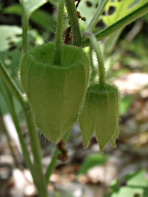 image of Physalis virginiana, Virginia Ground-cherry