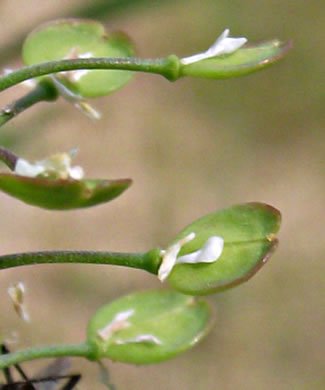 image of Lepidium virginicum var. virginicum, Poor Man's Pepper, Peppergrass