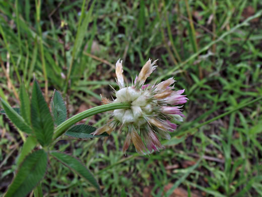 image of Trifolium vesiculosum, Arrowleaf Clover