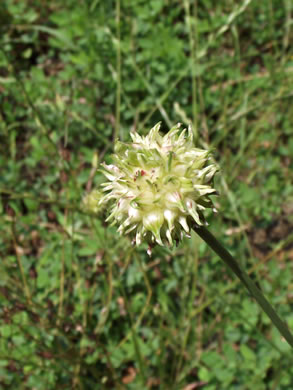 image of Allium vineale, Field Garlic, Wild Onion, Onion-grass, Crow Garlic