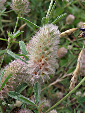 image of Trifolium arvense, Rabbitfoot Clover