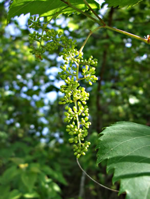 image of Vitis vulpina, Frost Grape, Winter Grape, Chicken Grape