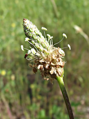 image of Plantago lanceolata, English Plantain, Buckhorn Plantain, Rib-grass, Narrowleaf Plantain