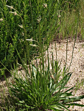 image of Plantago lanceolata, English Plantain, Buckhorn Plantain, Rib-grass, Narrowleaf Plantain