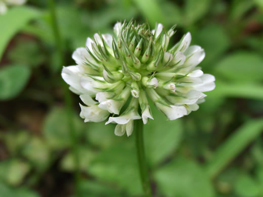 image of Trifolium repens, White Clover, White Dutch Clover, Ladino Clover