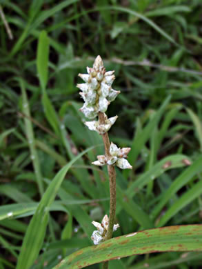 image of Froelichia gracilis, Slender Cottonweed