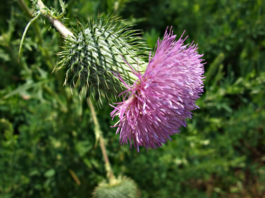 image of Cirsium vulgare, Bull Thistle