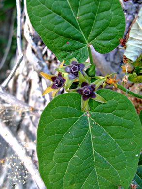 image of Gonolobus suberosus var. suberosus, Eastern Anglepod