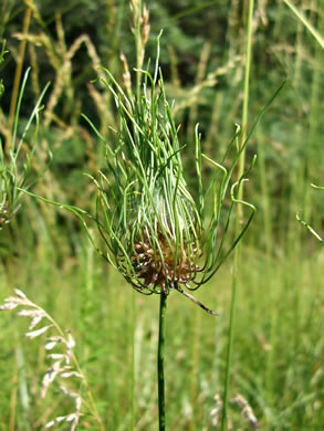 image of Allium vineale, Field Garlic, Wild Onion, Onion-grass, Crow Garlic