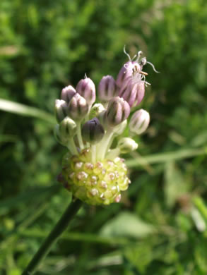 image of Allium vineale, Field Garlic, Wild Onion, Onion-grass, Crow Garlic