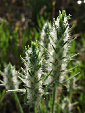 image of Plantago aristata, Bracted Plantain, Large-bracted Plantain, Buckhorn Plantain