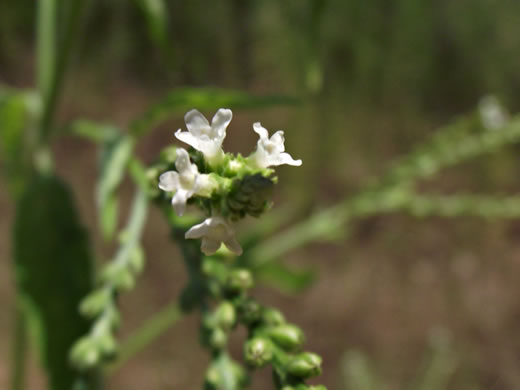 image of Verbena urticifolia, White Vervain, Nettleleaf Verbena, Velvetleaf Vervain