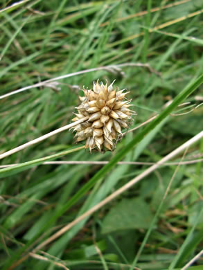 image of Allium vineale, Field Garlic, Wild Onion, Onion-grass, Crow Garlic