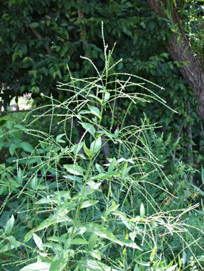 image of Verbena urticifolia, White Vervain, Nettleleaf Verbena, Velvetleaf Vervain