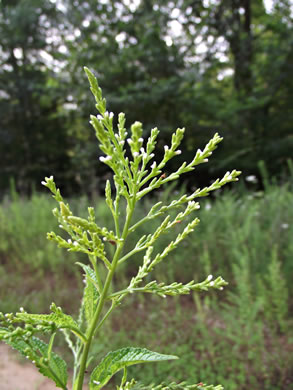 image of Verbena urticifolia, White Vervain, Nettleleaf Verbena, Velvetleaf Vervain