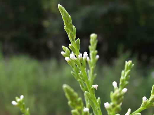 image of Verbena urticifolia, White Vervain, Nettleleaf Verbena, Velvetleaf Vervain