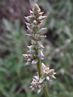 image of Froelichia gracilis, Slender Cottonweed