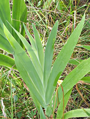 image of Iris domestica, Blackberry-lily, Leopard-lily